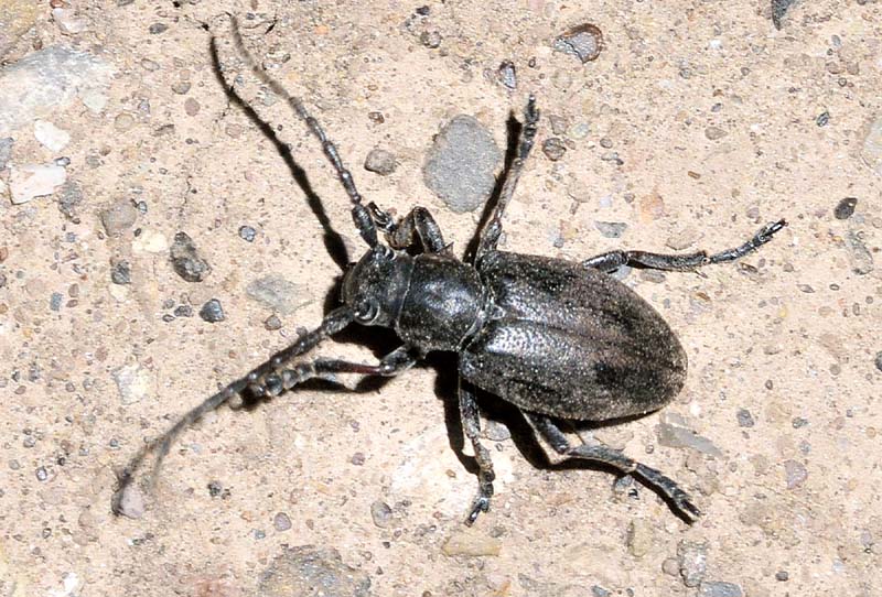 Cerambycidae:  Dorcadion chrysochroum e Dorcadion virleti - Grecia